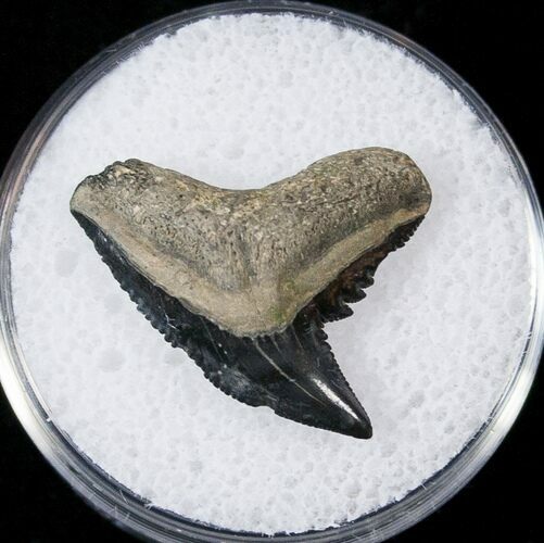 Fossil Tiger Shark Tooth - South Carolina #17304